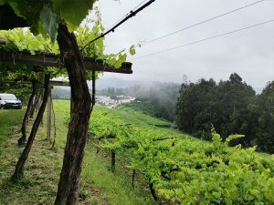 mardefrades19 obras xeitoderego