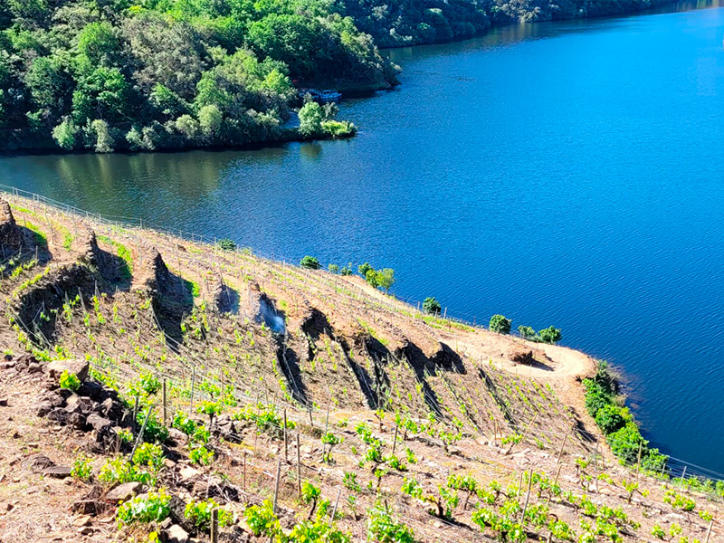 Estudio técnico para comprobar la viabilidad de la instalación de riego en una finca a las orillas del Miño. Bodega de Ribera Sacra